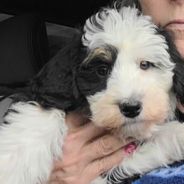 Yellow  FORREST - Tri-color Bernedoodle puppy in Dugway, Utah from Luv4Bernedoodles