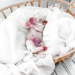 Twelve - Parti male Goldendoodle puppy in Russell Springs, Kentucky from Milk & Honey Doodles