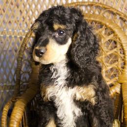 Black Phantom Male - Phantom male Poodle puppy in Belgreen, Alabama from Scott’s Farm Poodles and Doodles