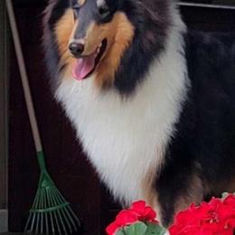 Velvet - Black white and tan female Collie puppy in Salineville, Ohio from Aryggeth Collies