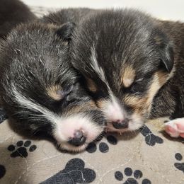 Pembroke Welsh Corgi Puppies from McMillion Corgis