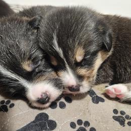 Pembroke Welsh Corgi Puppies from McMillion Corgis