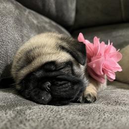 Cuteness - Fawn female Pug puppy in Augusta, Wisconsin from Maria Martin