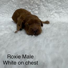Boy 4 - Parti male Goldendoodle puppy in Wever, Iowa from JK Royal Lines