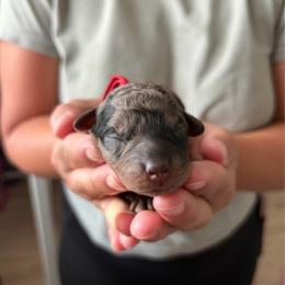 Liberty - Blue merle female Bernedoodle puppy in Jacksonville, Florida from Autumn's Aussies