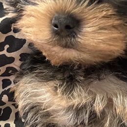 Female - Yorkshire Terrier puppy from Michelle’s Yorkies