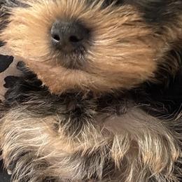 Female - Yorkshire Terrier puppy from Michelle’s Yorkies
