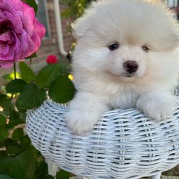 Boy 2 - Cream parti male Pomeranian puppy in Houston, Texas from Lola’s Poms