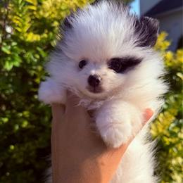 Lily - Black parti female Pomeranian puppy in Waterloo, Indiana from Garcias Pomeranian
