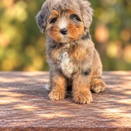 Penny - Tri-color female Bernedoodle puppy in Greenville, Texas from Doodles of Promise