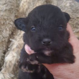 Snuggles - Black and white female Schnoodle puppy in Arkansas from Harper's Pups