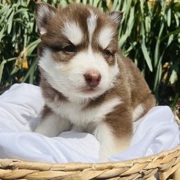Siberian Husky Puppies from Wooly Woof Siberians