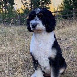 Oakley - Bernedoodle