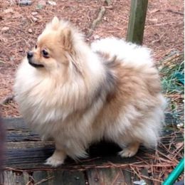 Pomeranian Puppies from Yielding’s Impressive Precious Pomeranians