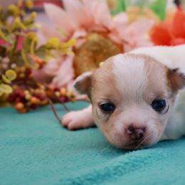 Rembrandt - Merle male Chihuahua puppy in Raleigh, North Carolina from Fiddlefigg Chihuahuas