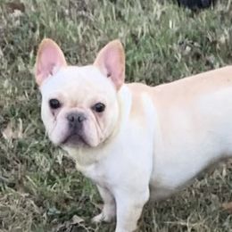 Sunshine - French Bulldog