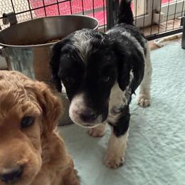 Marigold - Phantom female Poodle puppy in Peyton, Colorado from Fuzzybottoms Ranch LLC