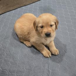 Gray Collar - Golden female Golden Retriever puppy in El Dorado Hills, California from Asperheim Golden Retriever Puppies