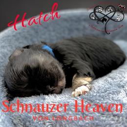 Hatch AKC - Black and silver male Miniature Schnauzer puppy in Pelzer, South Carolina from Schnauzer Heaven Von Longbach