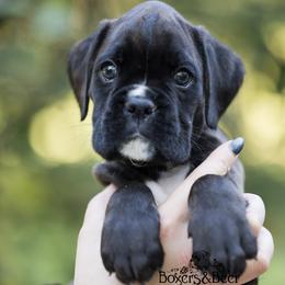 Grey - Brindle male Boxer puppy in Catlett, Virginia from Honey and Coal Kennels