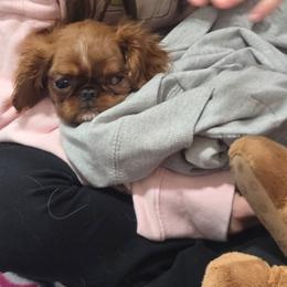 Charisma's strwberry wine - Red female English Toy Spaniel puppy in Glenwood City, Wisconsin from NyaStar