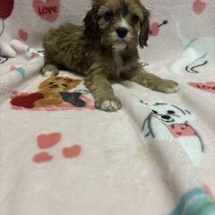 Gia - Cavachon puppy from Lindsey's Waggingtails Cavachons