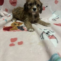 Gia - Cavachon puppy from Lindsey's Waggingtails Cavachons