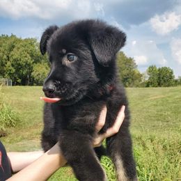 German Shepherd Puppies from Sheldon Shepherds LLC