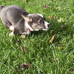 American Corgi Puppies from Patriot American Corgi