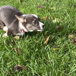 American Corgi Puppies from Patriot American Corgi
