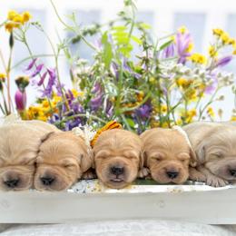Golden Retriever Puppies from All shades Golden