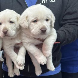 Dilute Retrievers from JP Kennels, LLC