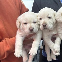 Dilute Retrievers from JP Kennels, LLC