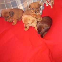 Dachshund Puppies from Elzy Family