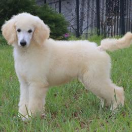 Dachshund and Poodle Puppies from Divine Poodle Paradise Standard Poodles & Divine Dachshunds