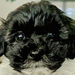 Havapoo puppies from BAK Home Pups