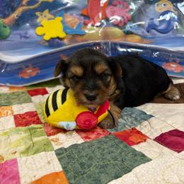 Stormy - Black and gold female Yorkshire Terrier puppy in Phoenix, Arizona from Coursey’s Yorkies