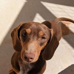 Sonny - Dachshund