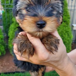 Yorkshire Terrier Puppies from Yorkie Puppies Redwood Ranch Chicago