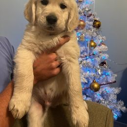 Golden Retriever Puppies from Panhandle PawsNClaws