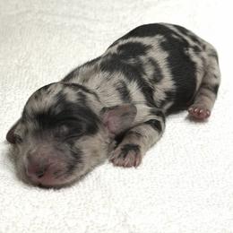 Gabby (No breeding homes) - Dapple female Dachshund puppy in Fayetteville, North Carolina from RRD