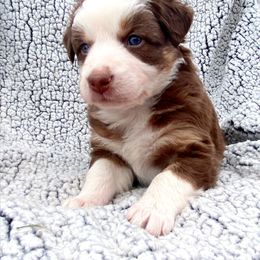Girl 4 - Australian Shepherd puppy in Stanwood, Michigan from Double T Aussies