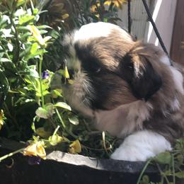 Shih Tzu Puppies from Schiermeister Hof Kennels