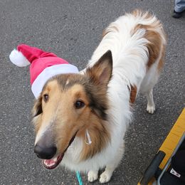 Dunkin - Collie