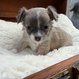 Sonny - Chocolate blue male Chihuahua puppy in Oklahoma City, Oklahoma from Savvy Chihuahuas of Oklahoma