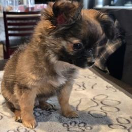 Sage - Blue and white male Chihuahua puppy in Plainfield, Indiana from Abby's Pampered Pooches