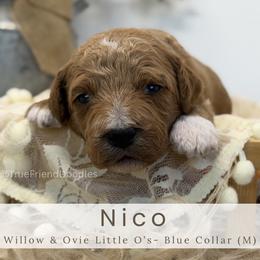 NICO -blue collar - Red  male Goldendoodle puppy in Watertown, New York from True Friend Doodles