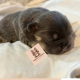 French Bulldog Puppies from Sarra Gharib