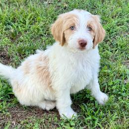 Branble - Apricot male Aussiedoodle puppy in Charleston, Arkansas from Lazy S Aussies