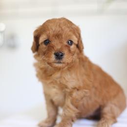 Ollie - Apricot male Goldendoodle puppy in Stevens, Pennsylvania from Pebble Paws Lane